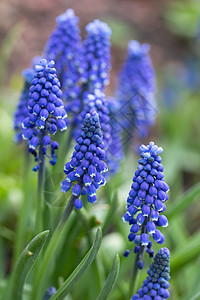 Muscari 蓝春花季节花园蓝色生长花朵花瓣公园植物晴天草地图片