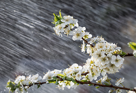 花园的春雨果园雄蕊花瓣飞溅季节环境晴天生长植物群李子图片