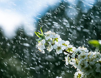 花园的春雨季节晴天李子宏观果园植物飞溅植物群雄蕊花瓣图片