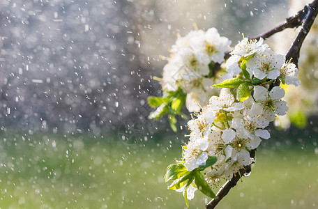 花园的春雨果园生长植物飞溅李子晴天雄蕊季节宏观花瓣图片