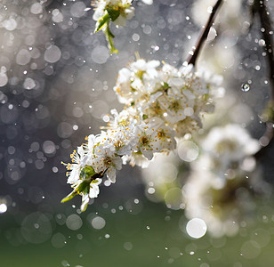 花园的春雨植物群环境宏观晴天果园雄蕊花瓣季节李子植物背景图片