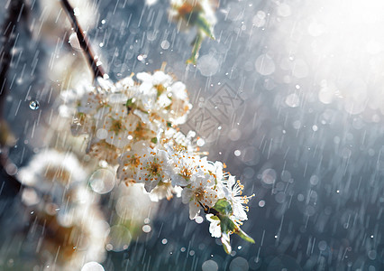 花园的春雨花瓣果园晴天环境植物群生长植物飞溅雄蕊李子图片