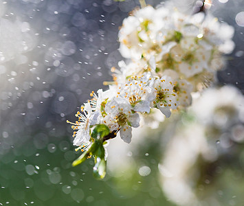 花园的春雨李子果园植物群宏观飞溅花瓣植物生长晴天季节图片