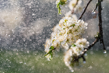 花园的春雨环境季节晴天果园花瓣植物群植物李子飞溅雄蕊图片