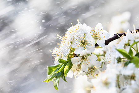 花园的春雨果园植物飞溅季节晴天环境宏观花瓣生长李子图片