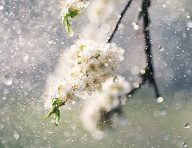 花园的春雨宏观植物植物群雄蕊花瓣生长飞溅果园晴天李子图片