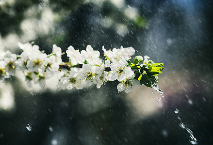 花园的春雨植物群飞溅晴天果园季节李子植物宏观花瓣生长图片