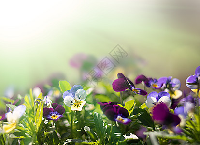 园里的花朵卡片季节紫色花园背景植物学植物群美丽装饰中提琴图片