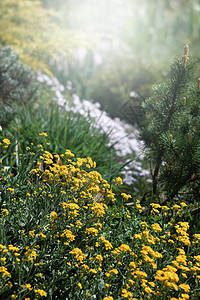 春时的香气沙萨提利斯小黄花国家香雪球石灰岩衬套花瓣季节岩石植物群环境篮子图片