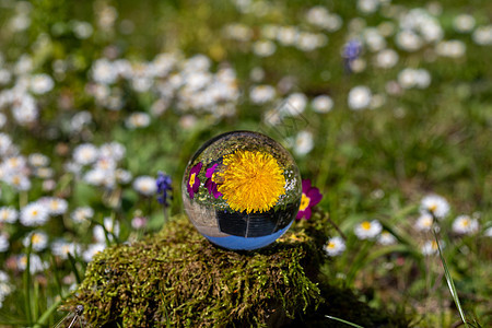 水晶球 有丹迪利翁和紫棱柱的花朵 在覆盖着石块的苔上紫色焦点黄色绿色苔藓草地植被叶子选择性植物群图片