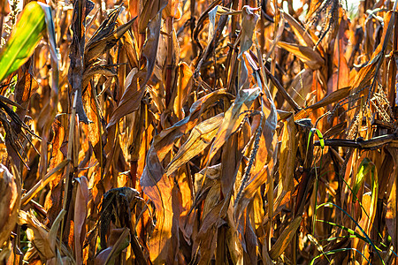 季末的田地 黄金玉米可以收割了 注 果仁和干玉米季节食物农场玉米地棒子场地粮食植物收成叶子图片
