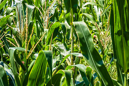 绿玉米种植场的阳光照亮 农业田地上绿色玉米的细节季节食物生产农田草地农场谷物玉米地农村场地图片