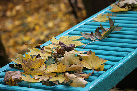 秋天 金色秋天 在公园里坐长椅图片