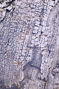 树皮自然的纹理 树底的纹理背景图片