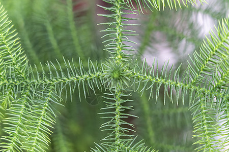 热带植物叶子作为背景特写环境植物学宏观棕榈森林蓝色花园生活植物群摄影图片