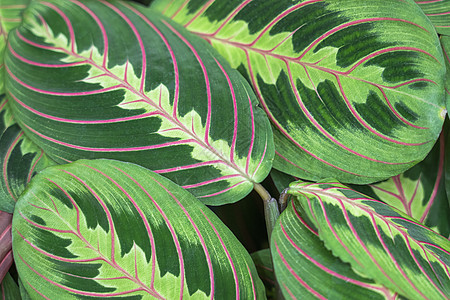 热带植物叶子作为背景特写植物学沙漠花园植物群生活蓝色环境摄影森林棕榈图片