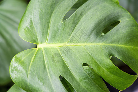 热带植物叶子作为背景特写森林生长环境沙漠植物学宏观棕榈生活植物群摄影图片