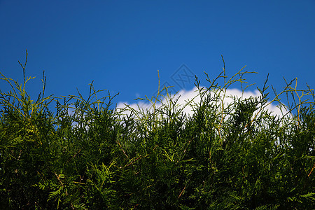 夏季或春季蓝天的绿色杜松图片
