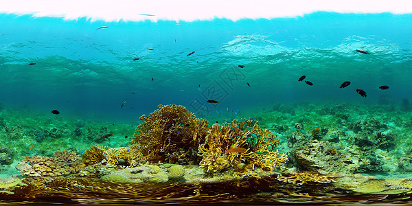 菲律宾珊瑚礁和热带鱼类 菲律宾 虚拟现实 360礁石蓝色热带鱼动物旅游环境风景理念浮潜潜水图片