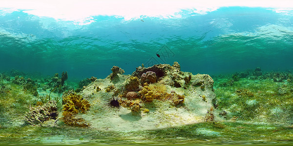360°全景菲律宾 虚拟现实 360 186 在菲律宾 有鱼类在水下栖息的珊瑚礁动物礁石旅游全景景观蓝色潜水理念珊瑚风景背景