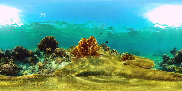 360°全景珊瑚礁和热带鱼类 菲律宾 360海景礁石旅行旅游理念动物全景潜水热带鱼景观背景