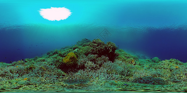 珊瑚礁的水下世界 菲律宾 虚拟现实 第360页旅游浮潜蓝色风景野生动物热带海洋旅行探索热带鱼背景图片