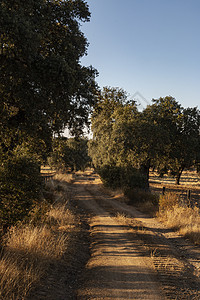 西班牙南部日落时的橡树木头农场森林农业水果树枝地球气候草地植物图片