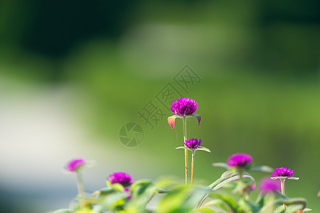 带有粉红花的自然背景背景图片