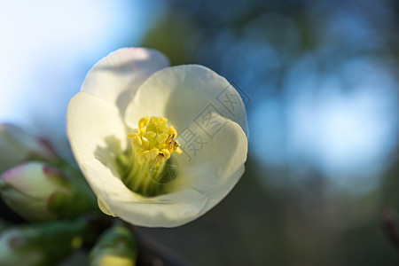 自然背景有白花 日本五分枝和叶子 笑声分支机构热带灌木花瓣植物群雄蕊植被园艺花园植物图片