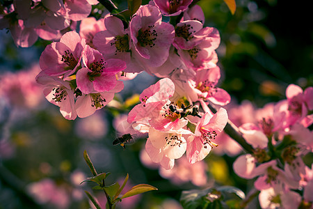 长树枝上花朵的粉红花瓣 吸引昆虫收集花蜜植物群蜜蜂蜂蜜花园植物图片