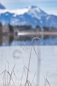 湖中镜面反射的风景 前景中的干草 藤条和障碍物 背景中的山脉和森林 水上的冰 草上覆盖着白霜 宁静图片
