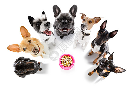 一组用智能手机自拍的狗宠物营养舌头饮食盘子小狗团体动物饥饿拼盘背景图片