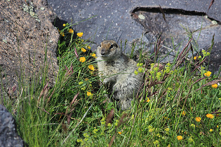 北高加索岩石山脉中的高佛尔Gopher生态岩石动物群山脉地鼠哺乳动物栗鼠图片