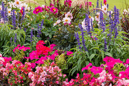 花园里花朵多彩的美丽花朵群集绿色植物植物群玫瑰花瓣树叶雏菊叶子紫色粉红玫瑰图片