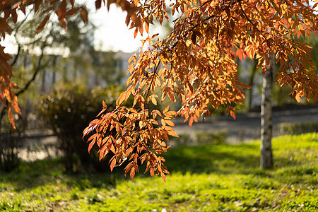 自然秋天背景有红树叶红色黄色树木阳光森林橙子叶子太阳季节树叶图片