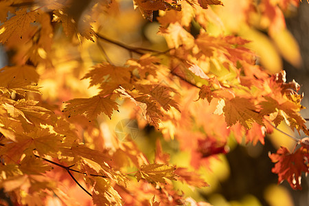 自然秋天背景有红树叶叶子树木红色森林阳光树叶季节太阳植物黄色图片