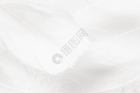 背景用鸟的柔和色蓬松羽毛奢华墙纸宏观粉色翅膀柔软度蓝色白色动物天鹅图片