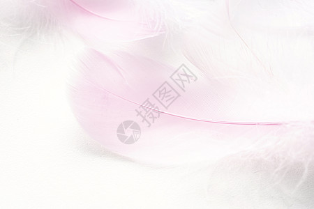 背景用鸟的柔和色蓬松羽毛柔软度翅膀奢华天堂墙纸粉色宏观白色蓝色动物图片