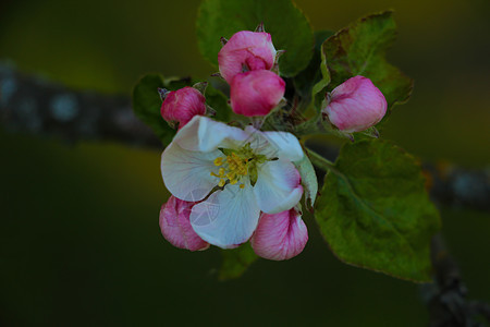 春天花园里苹果树美丽的花枝果园农业公园植物蝴蝶水果季节蓝色花瓣螃蟹图片
