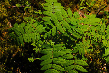 春天森林里的绿色幼蕨公园树叶植物学螺旋植物群热带花园衬套宏观叶子图片