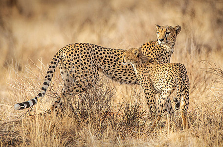 Samburu 图片旅行者电话旅游公羊博客笔记本照片生活摄影博主图片