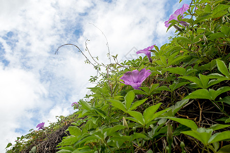 Ivy植物的紫花朵和蓝色天空绿色热带花园紫色植物群叶子爬行者图片