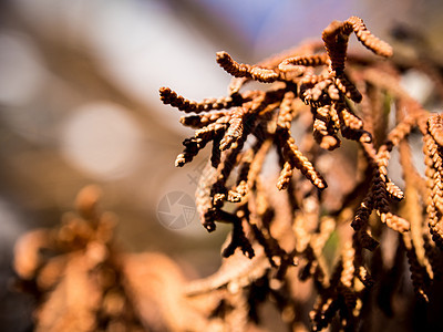 枯树的干叶云杉棕色季节针叶锥体松树植物图片