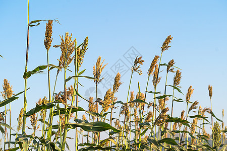 牲畜饲料田中的高梁蓝色天空叶子收成植物生长场地食物种植园谷物图片