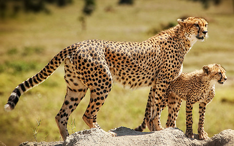 Serengeti的创意照片游客旅行者笔记本日记博客摄影公羊旅游狂旅游假期图片