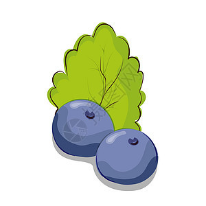 蓝莓或醋栗配薄荷叶 主题设计的矢量图解味道生长叶子种子创造力收成甜点食物草图电路背景图片