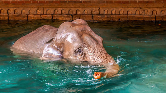 大象在清水中洗澡野生动物獠牙厚皮灰色动物园男性力量荒野动物耳朵图片