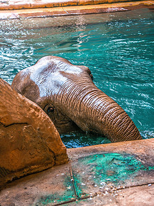 大象在清水中洗澡厚皮野生动物动物园动物哺乳动物象牙力量男性獠牙棕色图片