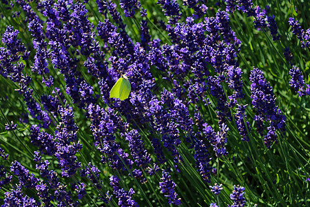 一只蝴蝶坐在盛开的香熏衣草上图片
