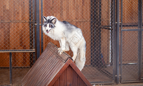 美丽的白狐狸在动物园孤独犬类休息酒吧庇护所尾巴生物哺乳动物栅栏俘虏图片